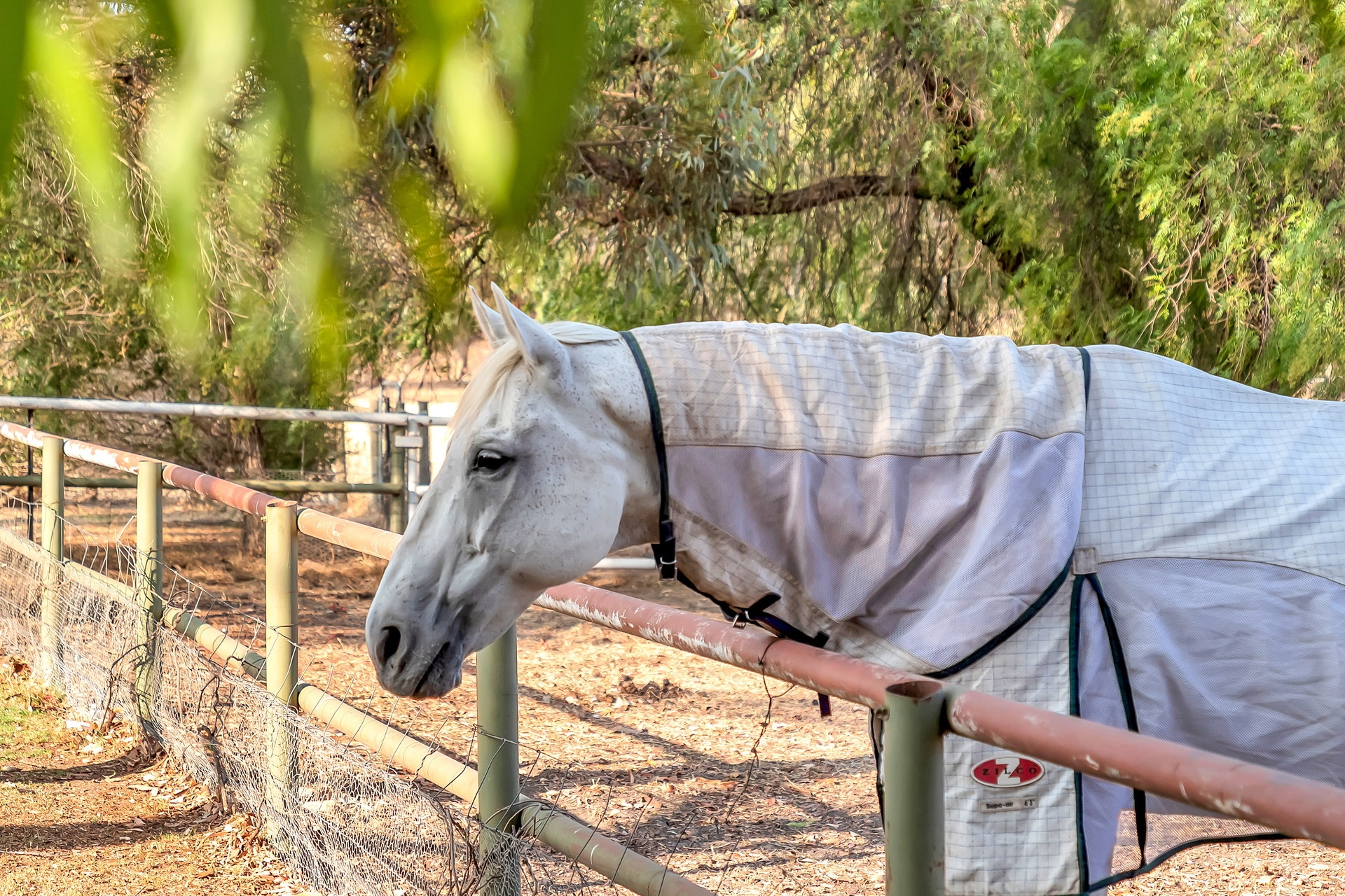 191 Samuel Road, Nuriootpa Sold by Giordano & Partners - image 23