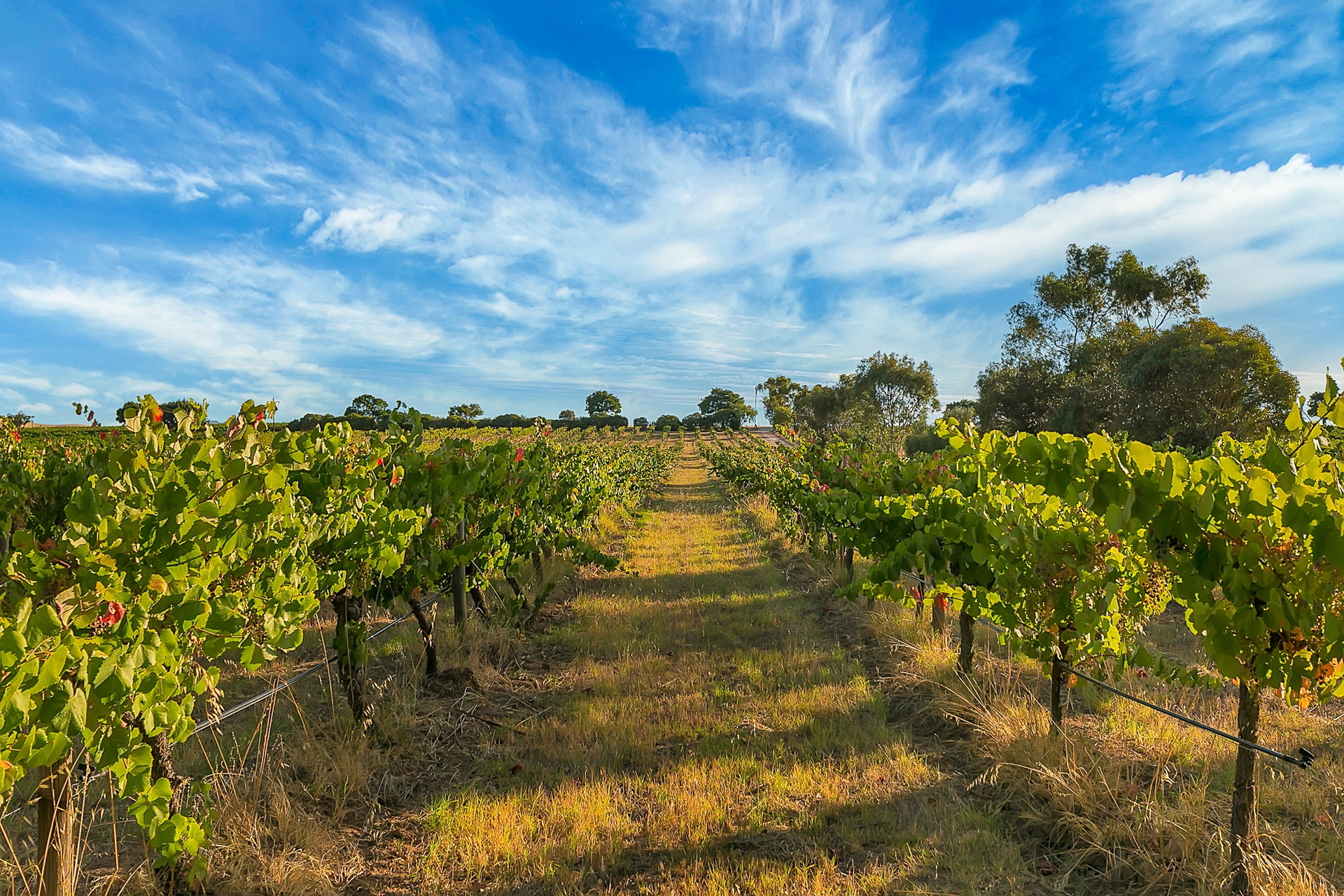93 Bethany Road, Tanunda Sold by Giordano & Partners - image 29