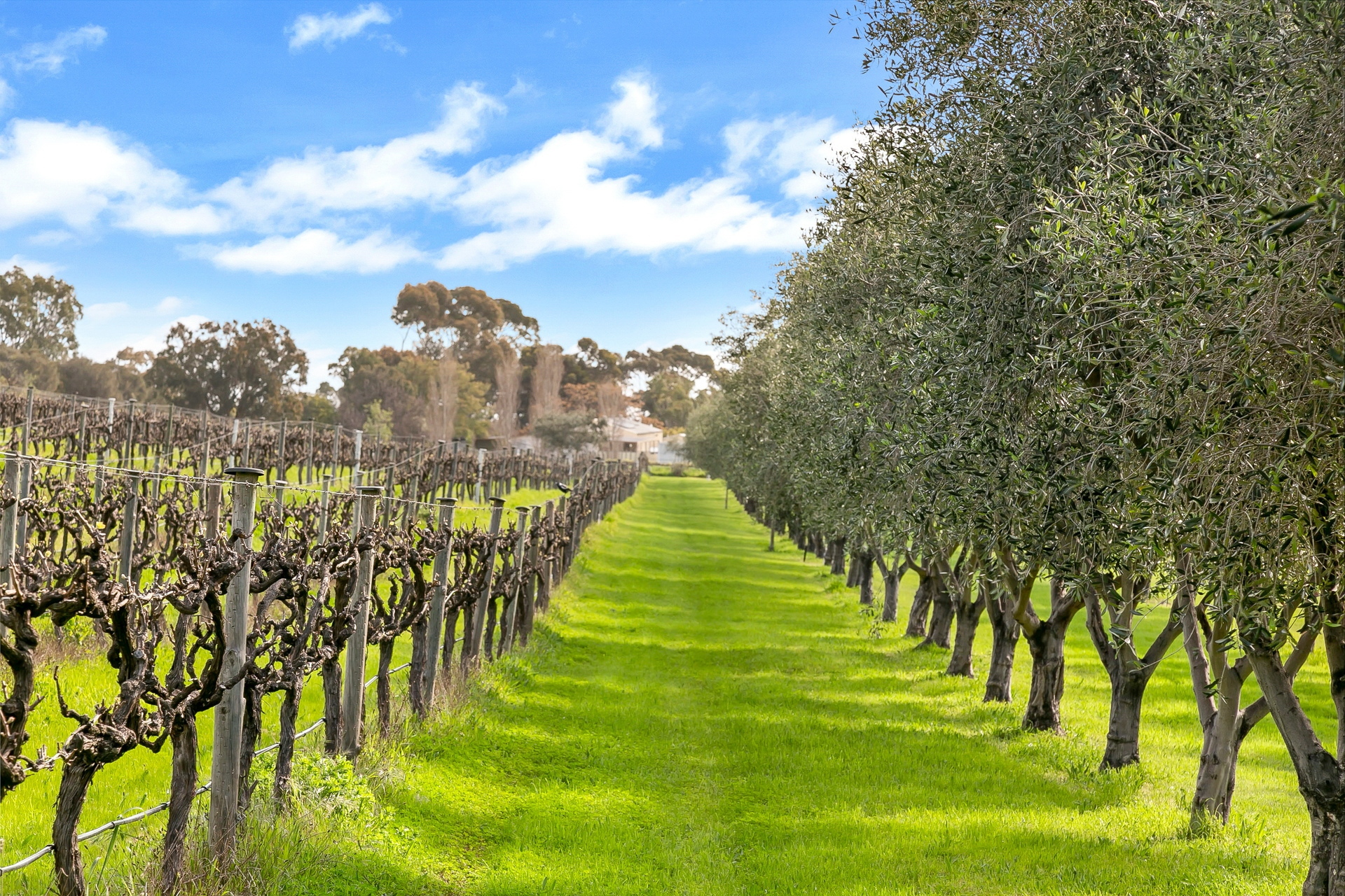 11 Martin Road, Willunga South Sold by Giordano & Partners - image 3