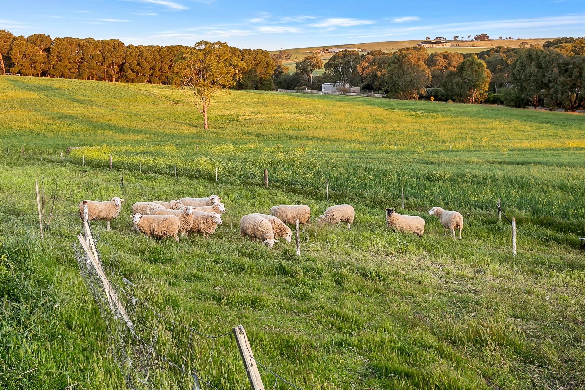 121 Kalbeeba Road, Concordia Sold by Giordano & Partners - image 34