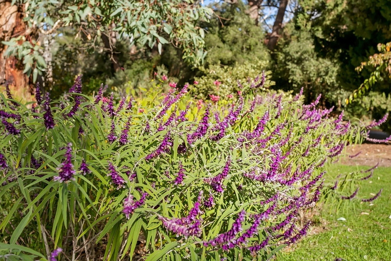 446/446A Main Road, Coromandel Valley Sold by Giordano & Partners - image 14