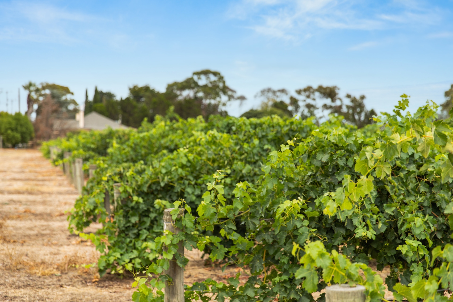 860 Stockwell Road, Angaston Sold by Giordano & Partners - image 10