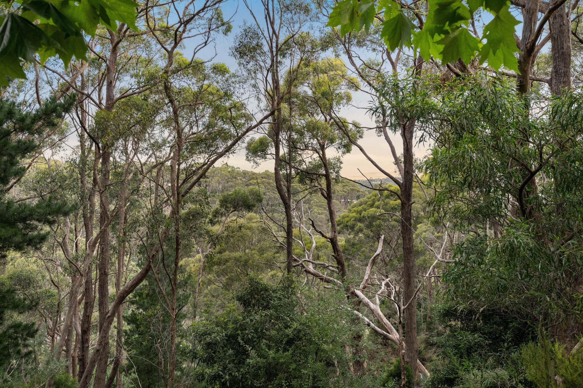 35 Upper Sturt Road, Crafers West Sold by Giordano & Partners - image 24