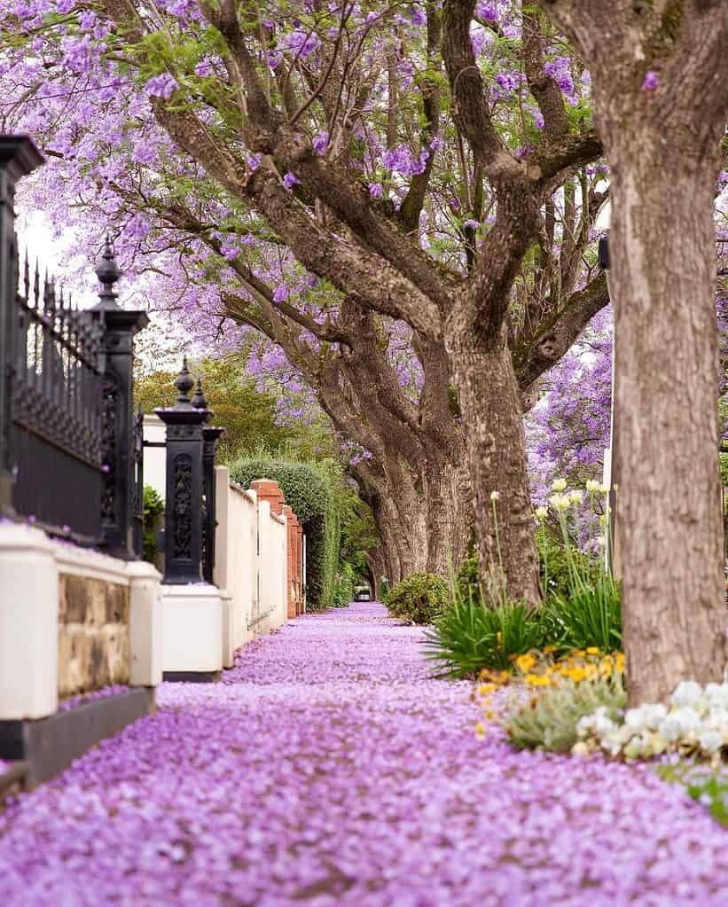 10 Clark Street, Wayville Sold by Giordano & Partners - image 1