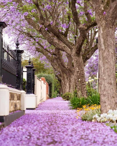 10 Clark Street, Wayville Sold by Giordano & Partners