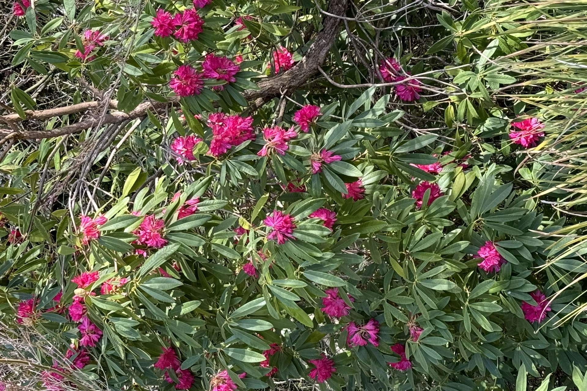 156 Knotts Hill Road, Basket Range Leased by Giordano & Partners - image 14