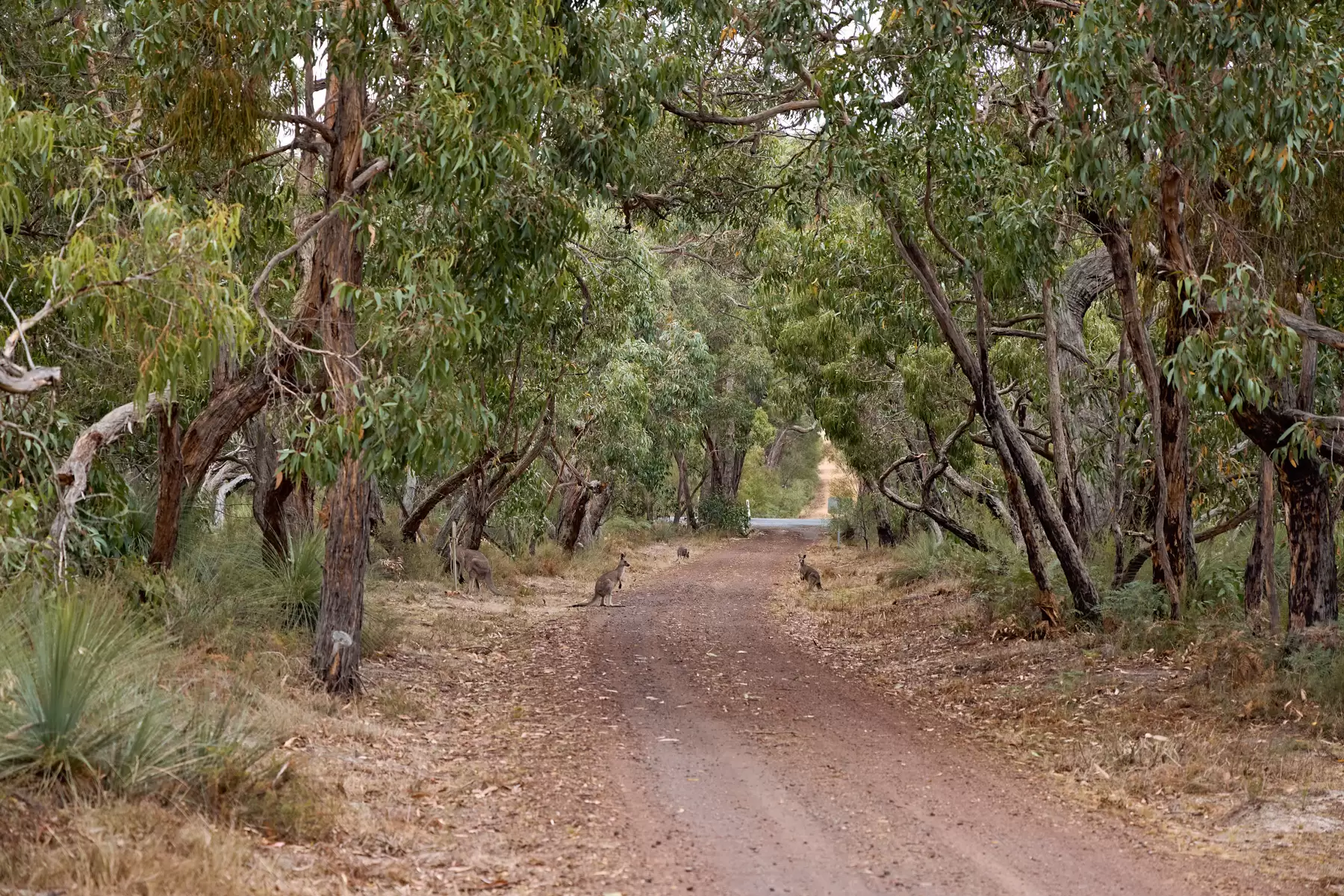 586 Victoria Valley Road, Dunkeld For Sale by Giordano & Partners - image 29