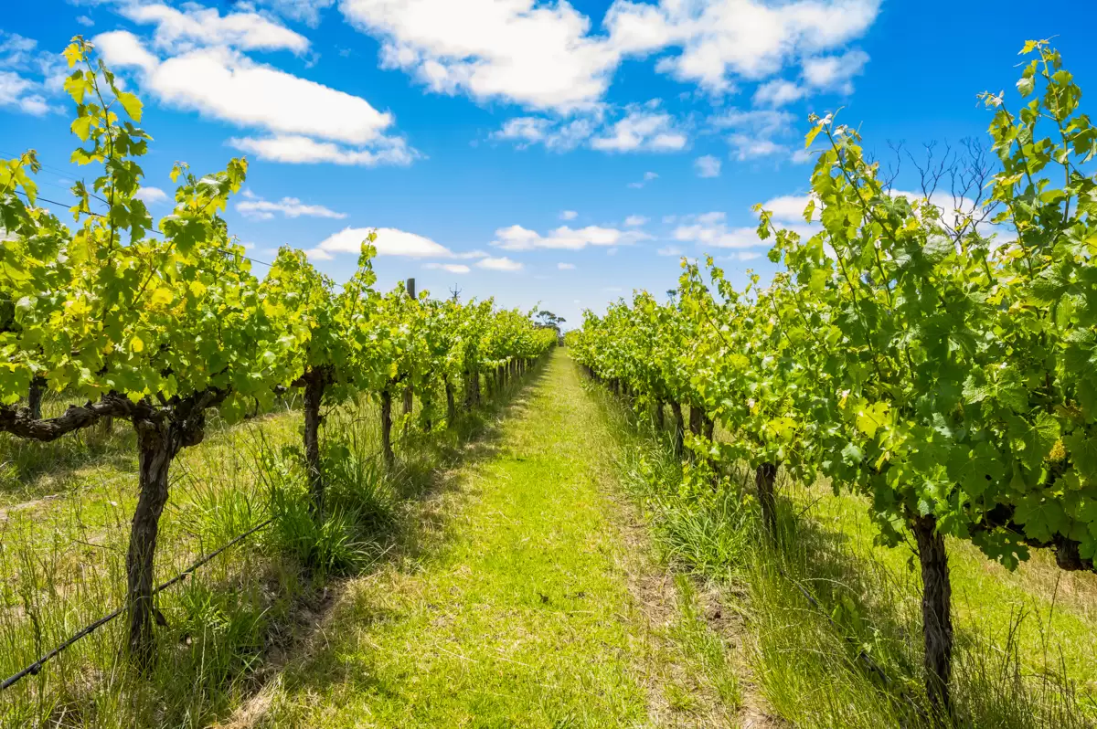 772 Range Road, The Range Sold by Giordano & Partners - image 5