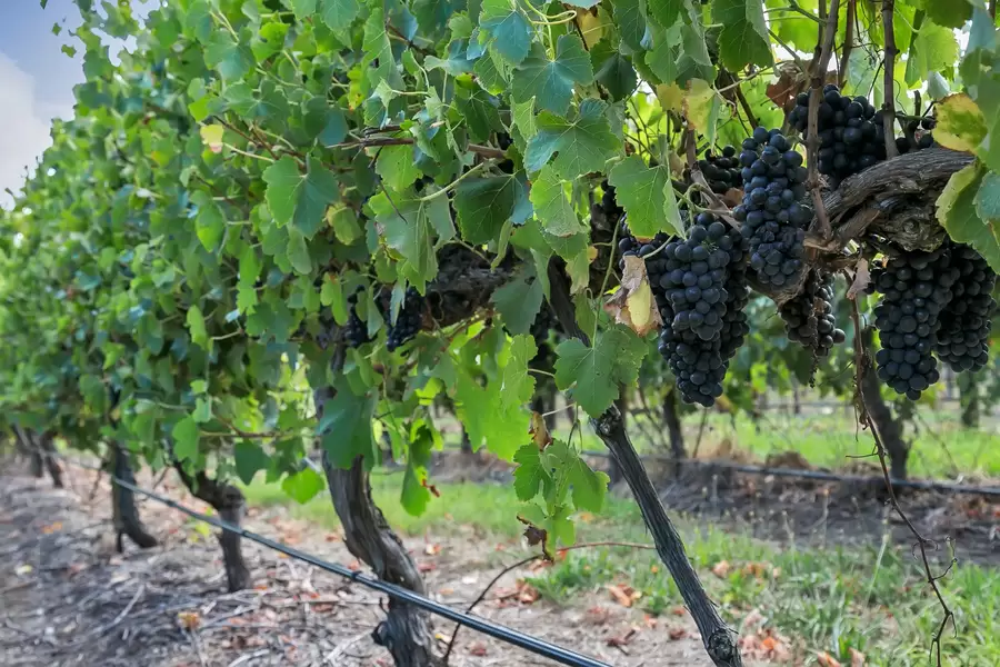 71 Davis Road, Macclesfield Sold by Giordano & Partners - image 13