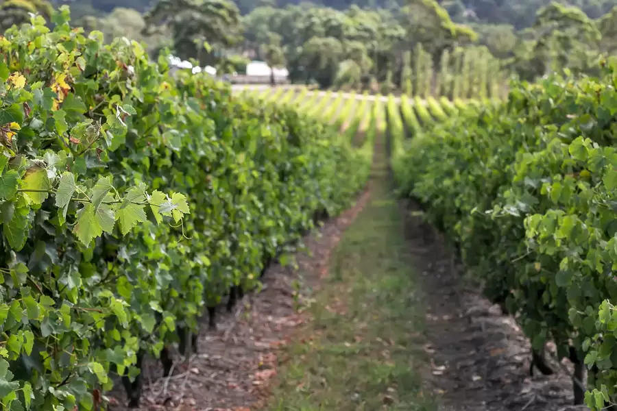 71 Davis Road, Macclesfield Sold by Giordano & Partners - image 12